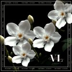 TWILLY  Yasmin - Image 2